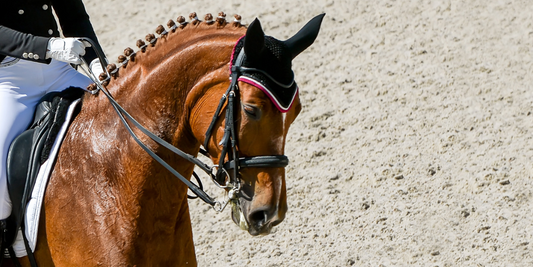 Helping horse riders achieve better posture sooner